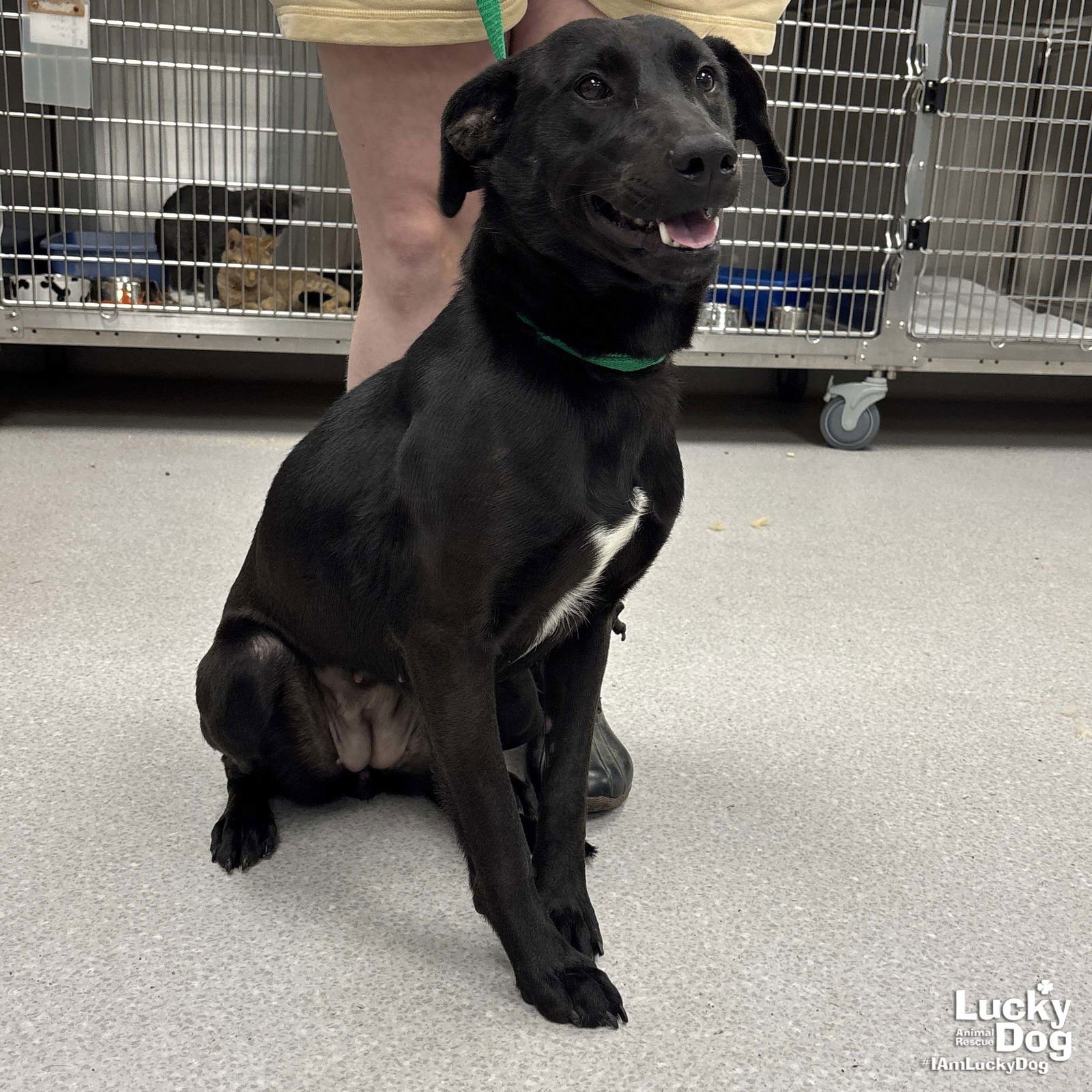 PARKER - Labrador Retriever available for adoption