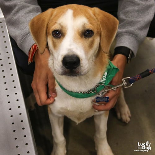 LEMON BAR - Labrador Retriever / Shepherd available for adoption