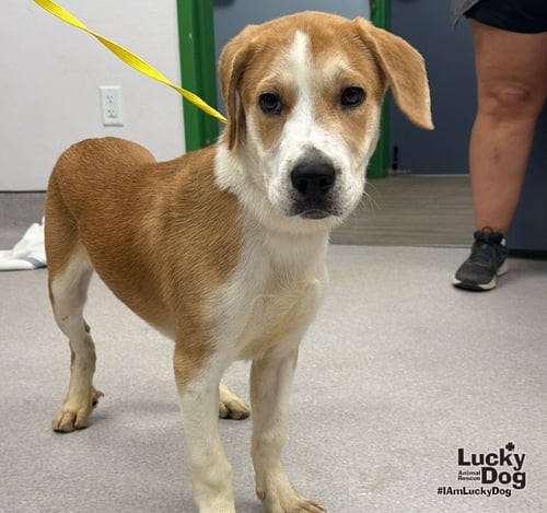 LEMON BAR - Labrador Retriever / Shepherd available for adoption