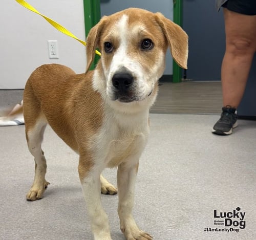 LEMON BAR - Labrador Retriever / Shepherd available for adoption