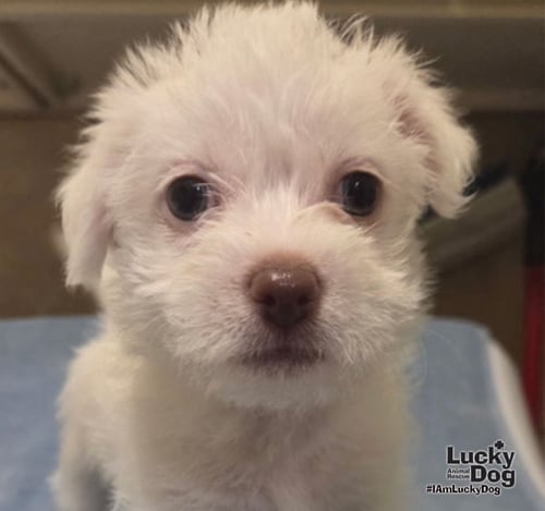 MAUREEN - Cairn Terrier available for adoption