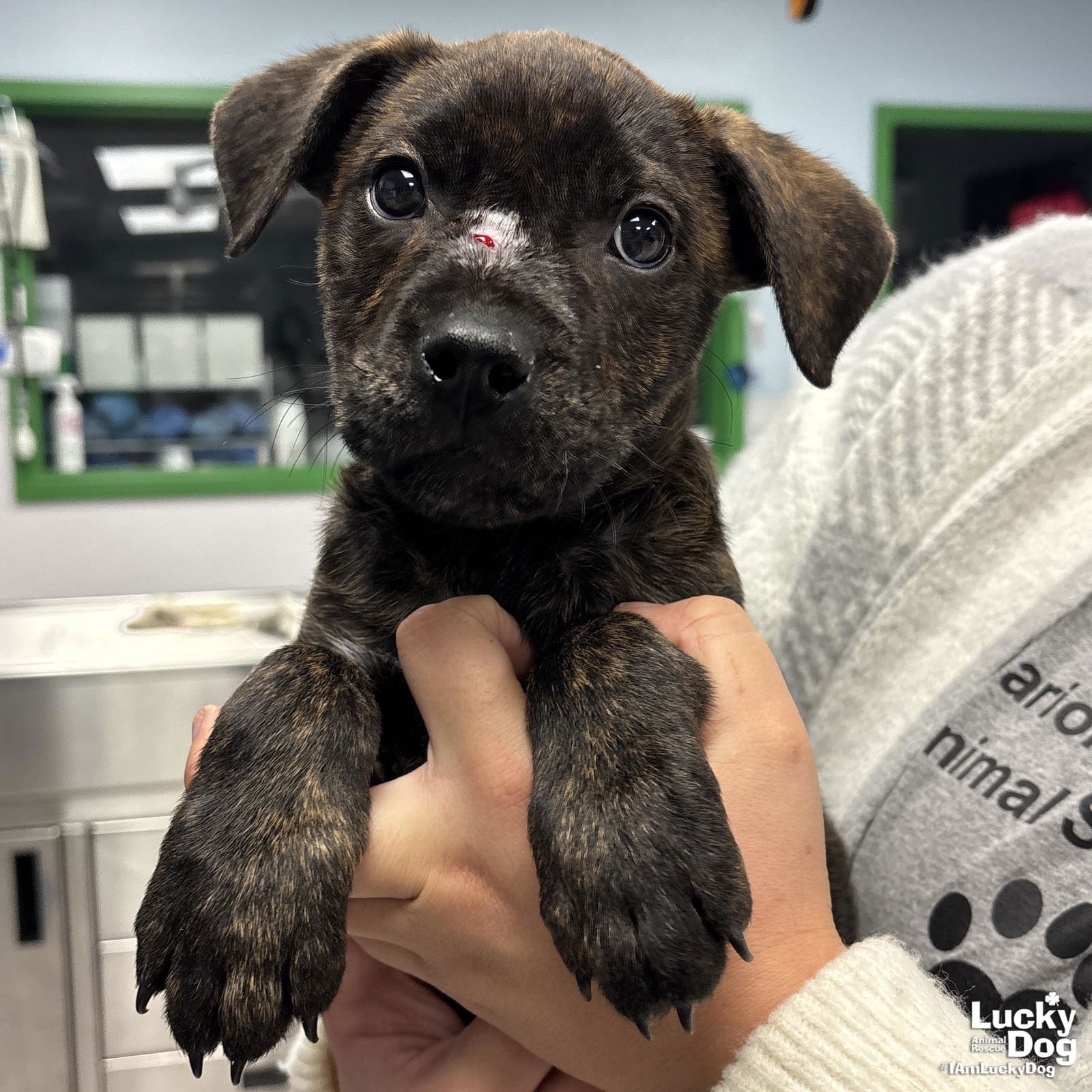 DUCKY - Shepherd / Retriever available for adoption