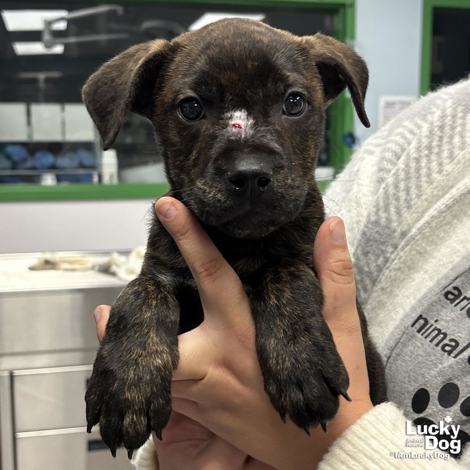 DUCKY - Shepherd / Retriever available for adoption