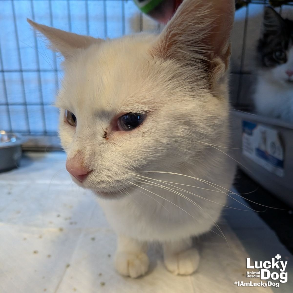 ELSA - Domestic Short Hair available for adoption