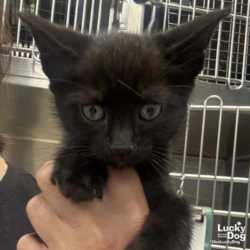 SABLE - Domestic Short Hair available for adoption