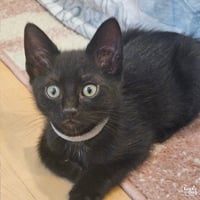 Sable - Photo 3