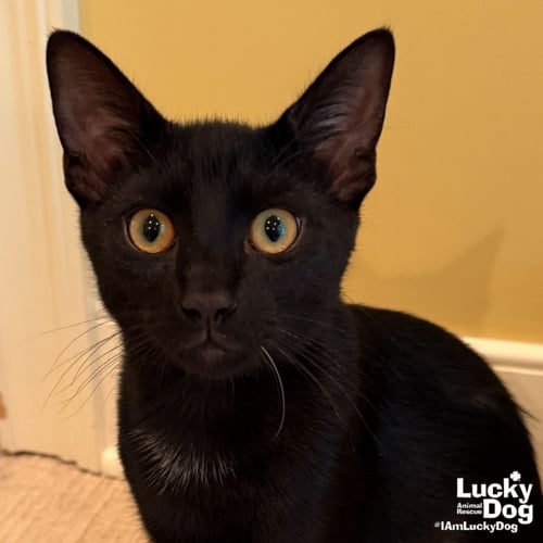 SABLE - Domestic Short Hair available for adoption