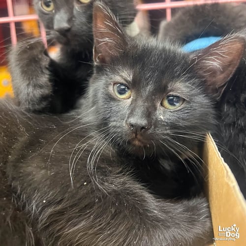 SABLE - Domestic Short Hair available for adoption