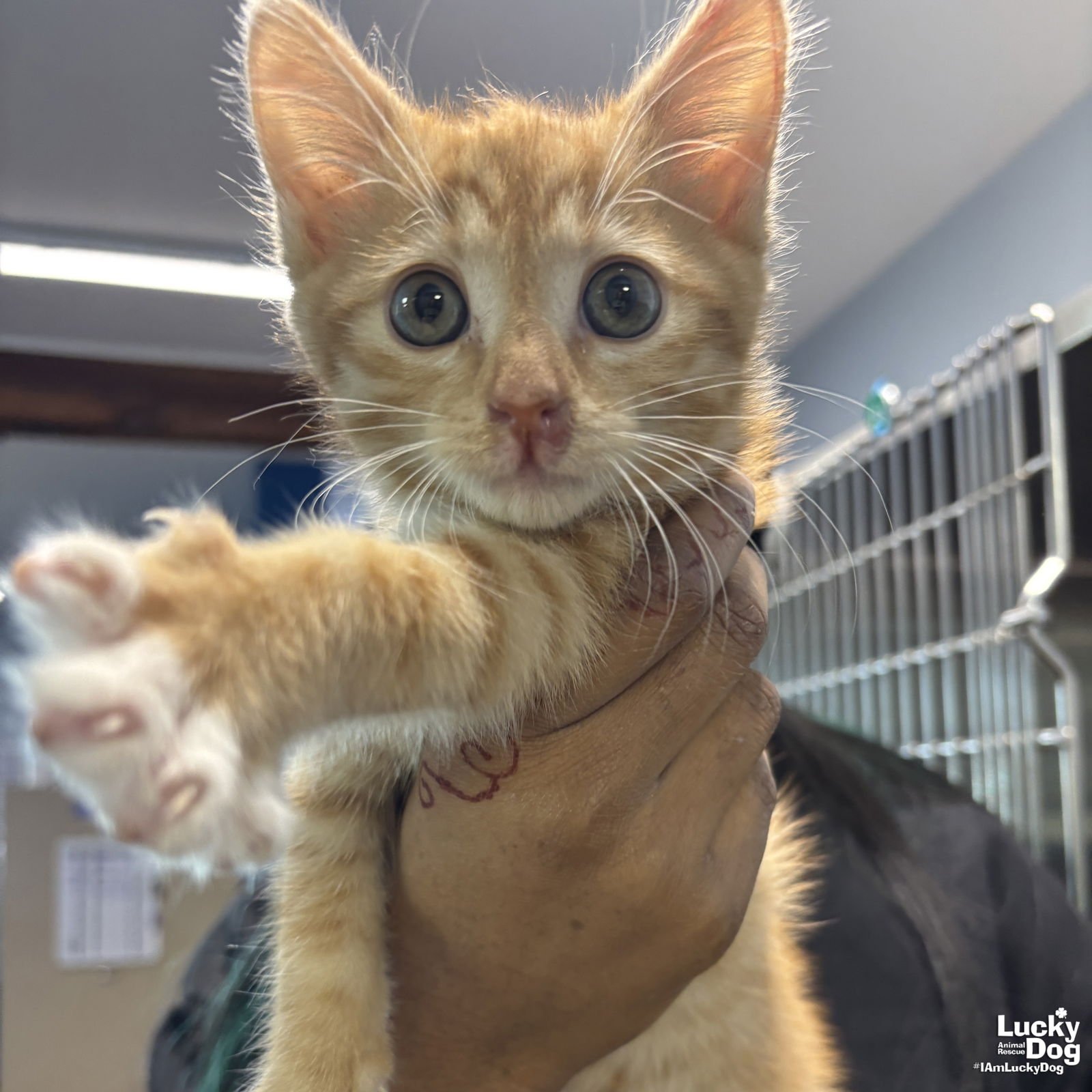 CHESTER - Domestic Short Hair available for adoption