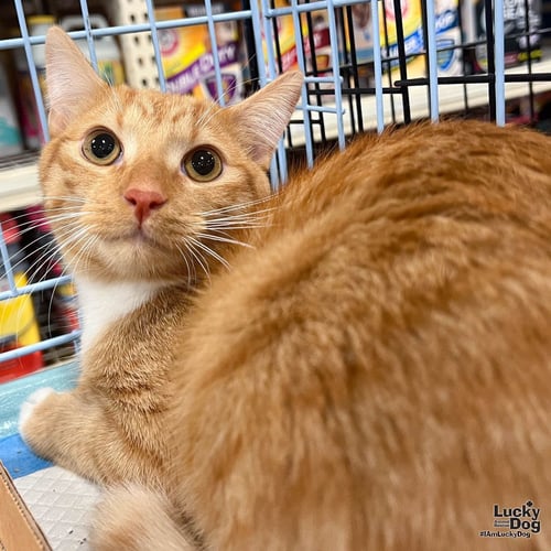 CHESTER - Domestic Short Hair available for adoption
