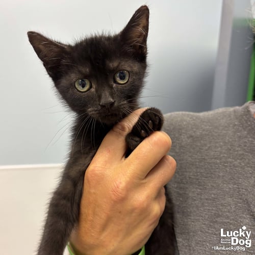 AMANDA - Domestic Short Hair available for adoption