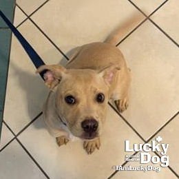 MAGGIE - Labrador Retriever available for adoption