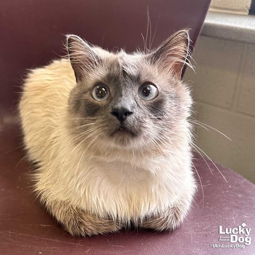 BING BING - Domestic Long Hair / Siamese available for adoption
