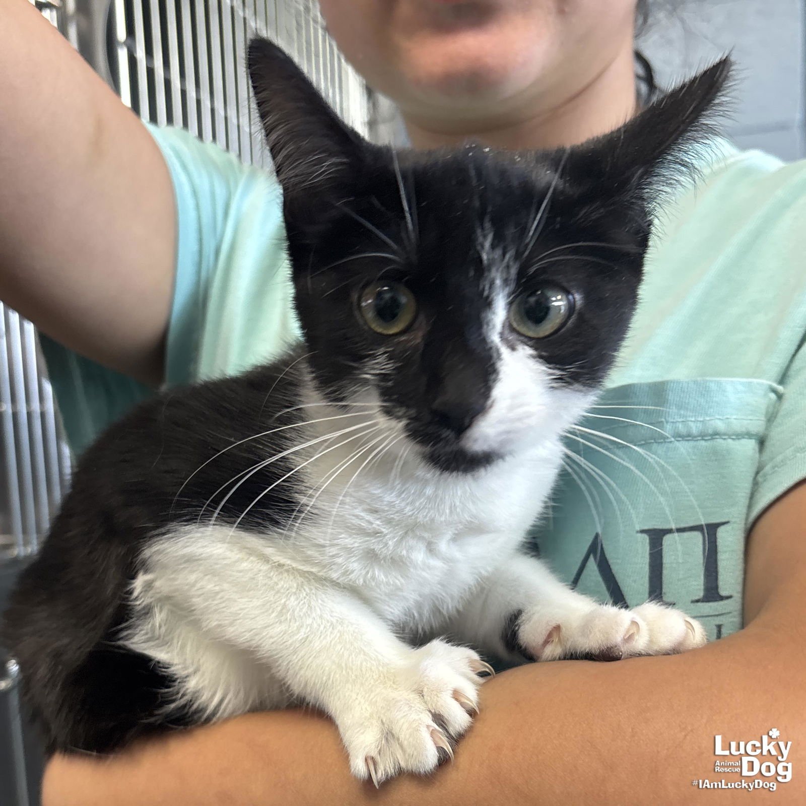 LIMA BEAN - Domestic Short Hair available for adoption