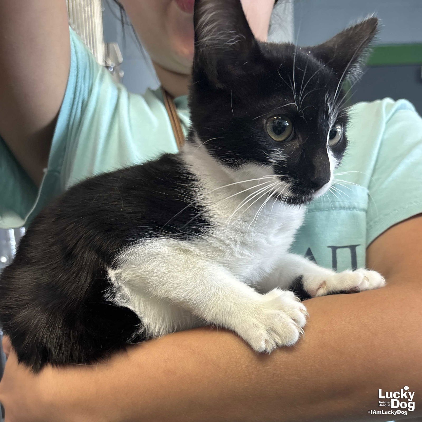 LIMA BEAN - Domestic Short Hair available for adoption