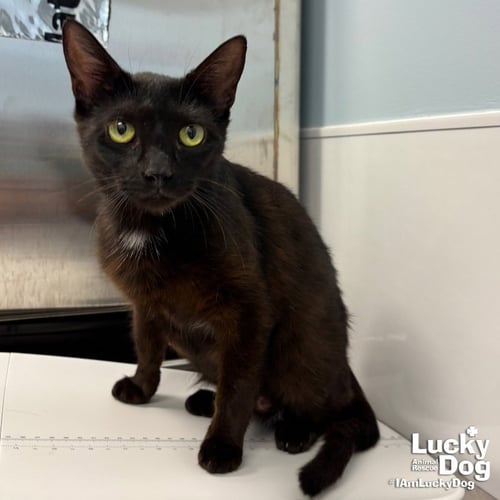 MARTHA - Domestic Short Hair available for adoption