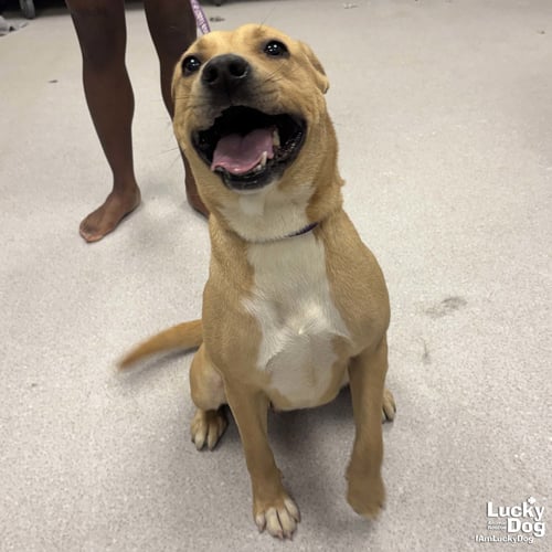 APPLE CIDER - Shepherd / Retriever available for adoption