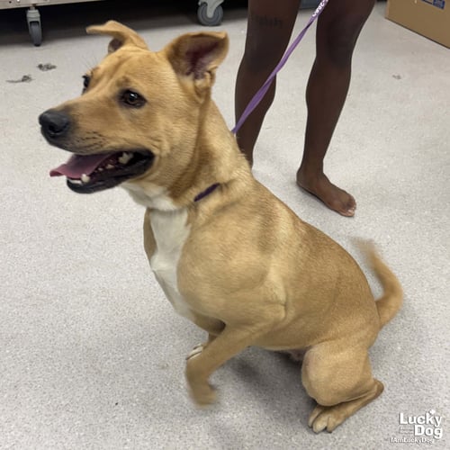APPLE CIDER - Shepherd / Retriever available for adoption