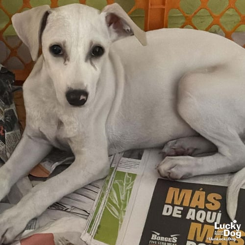 MS. MEL - Labrador Retriever / Shepherd available for adoption
