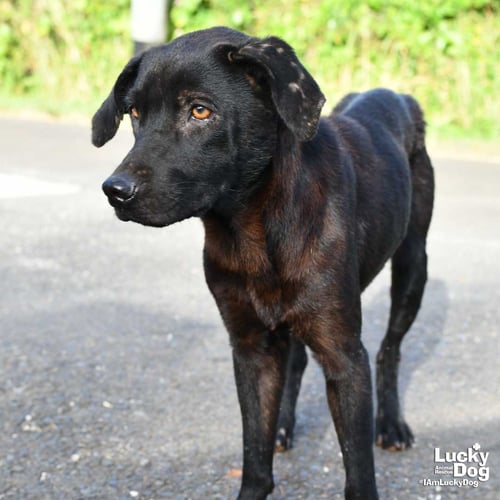 TUQUITA - Labrador Retriever / Feist available for adoption