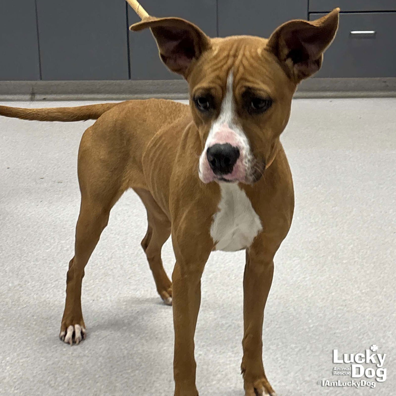 CILANTRO - Boxer / Labrador Retriever available for adoption