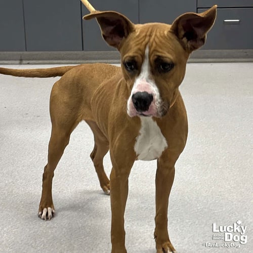 CILANTRO - Boxer / Labrador Retriever available for adoption