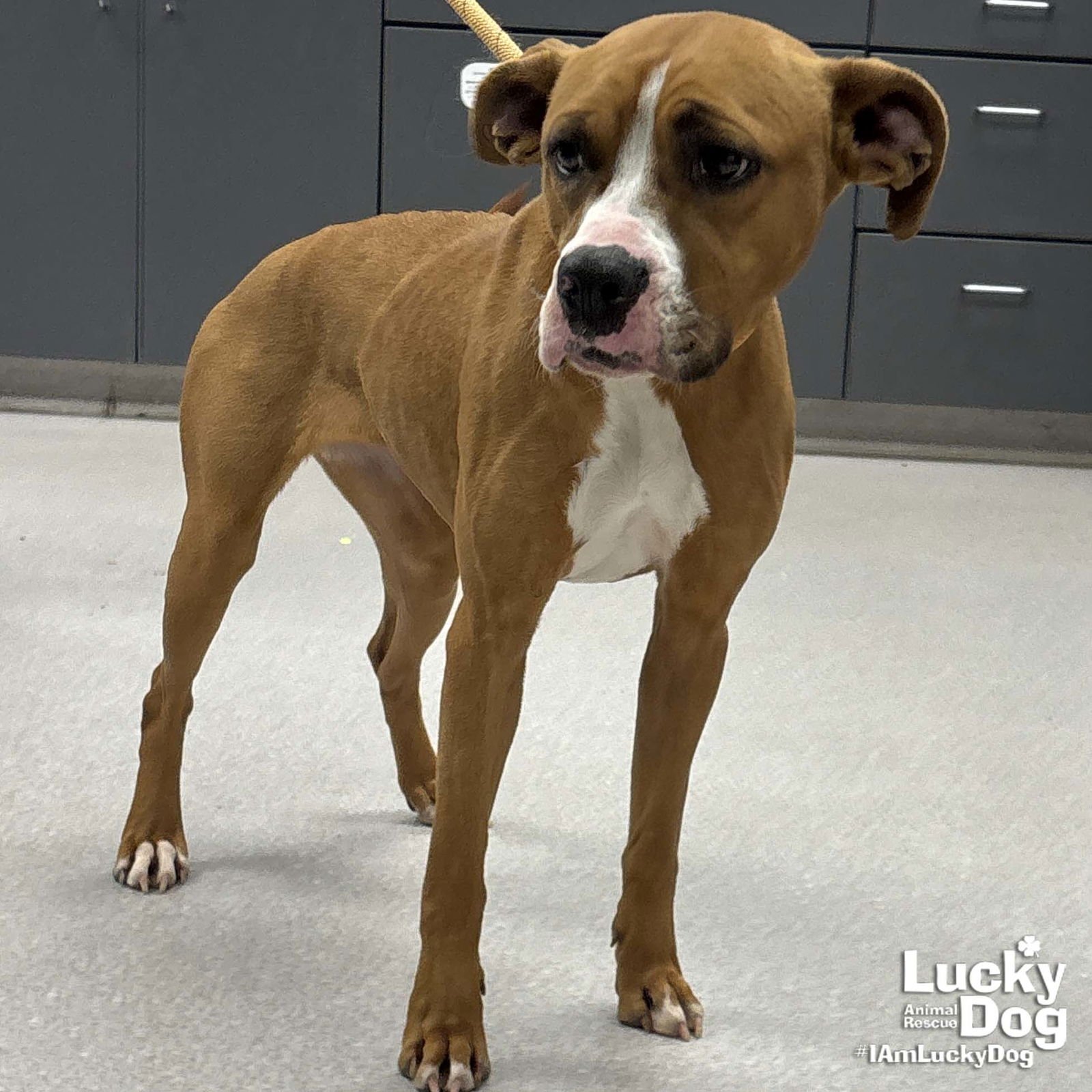 CILANTRO - Boxer / Labrador Retriever available for adoption