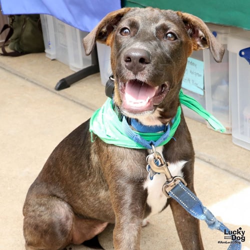 FRANKIE - Shepherd / Retriever available for adoption