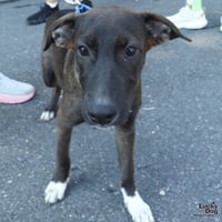 Frankie - Photo 3