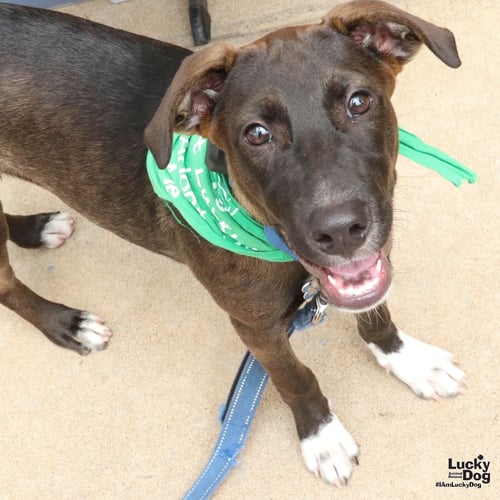 FRANKIE - Shepherd / Retriever available for adoption