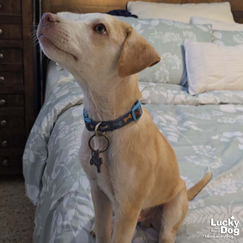 CHECO - Labrador Retriever available for adoption