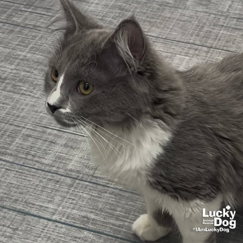 ANGIE CAT - Domestic Long Hair available for adoption