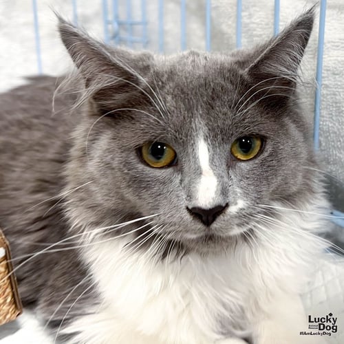 ANGIE CAT - Domestic Long Hair available for adoption