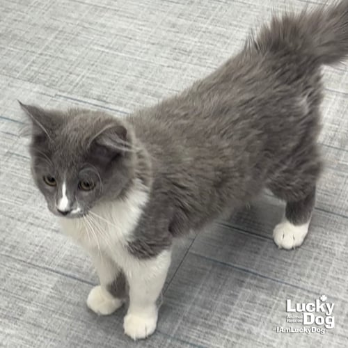 ANGIE CAT - Domestic Long Hair available for adoption