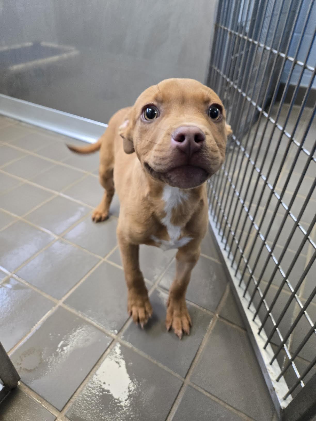 BUDDHA - Labrador Retriever / Shepherd available for adoption