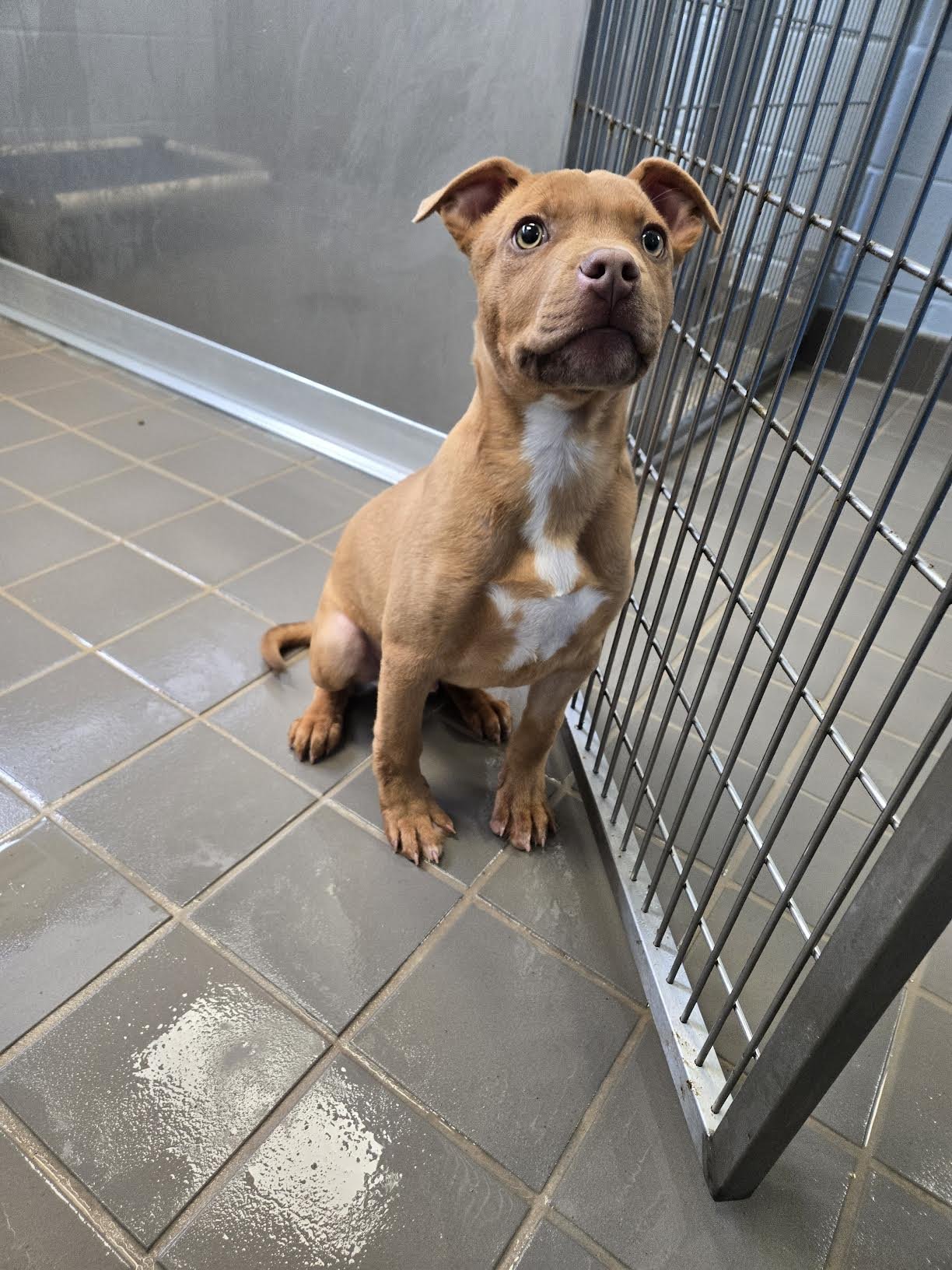 BUDDHA - Labrador Retriever / Shepherd available for adoption