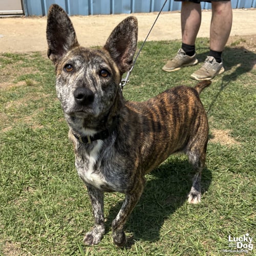PRINCESS - Shepherd / Terrier available for adoption