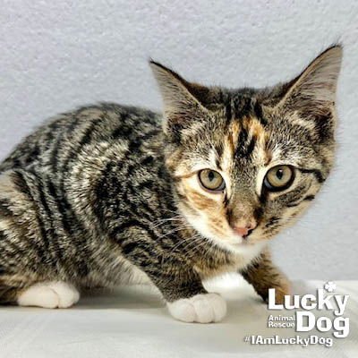 YVES - Domestic Short Hair available for adoption