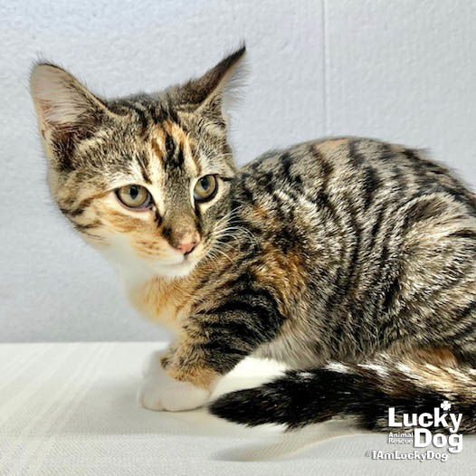 YVES - Domestic Short Hair available for adoption