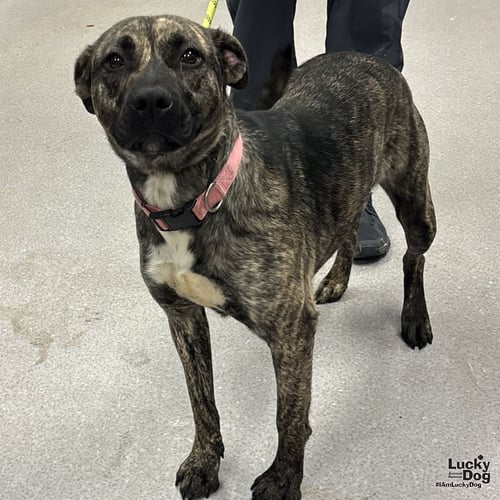IVY - Shepherd / Retriever available for adoption