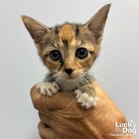 Lillyanne - Photo 4