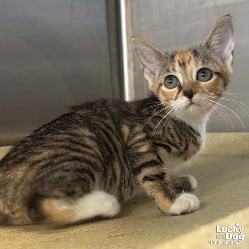 LILLYANNE - Domestic Short Hair available for adoption