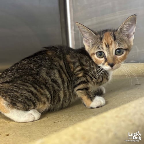 LILLYANNE - Domestic Short Hair available for adoption