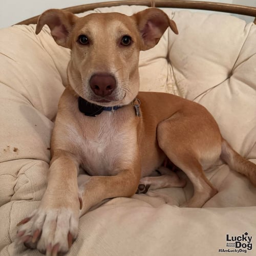 MIA - Shepherd / Hound available for adoption