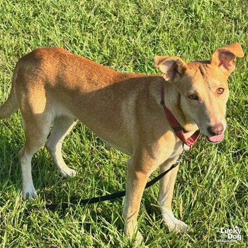 MIA - Shepherd / Hound available for adoption