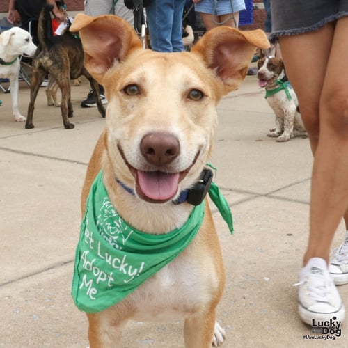 MIA - Shepherd / Hound available for adoption