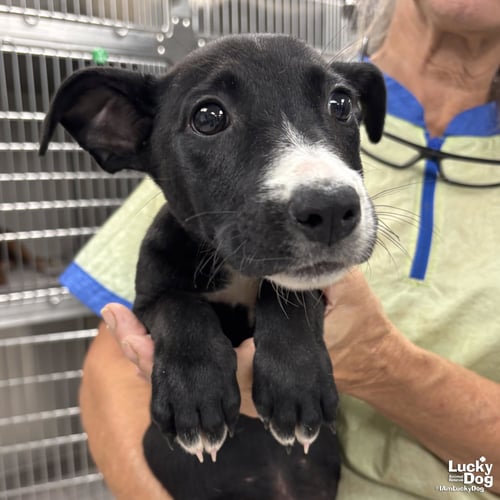 EMMAGENE - Dachshund / Retriever available for adoption