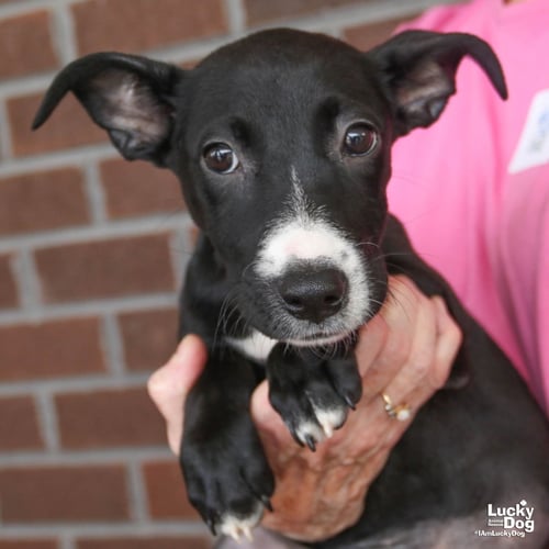 EMMAGENE - Dachshund / Retriever available for adoption
