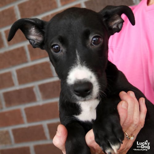 EMMAGENE - Dachshund / Retriever available for adoption