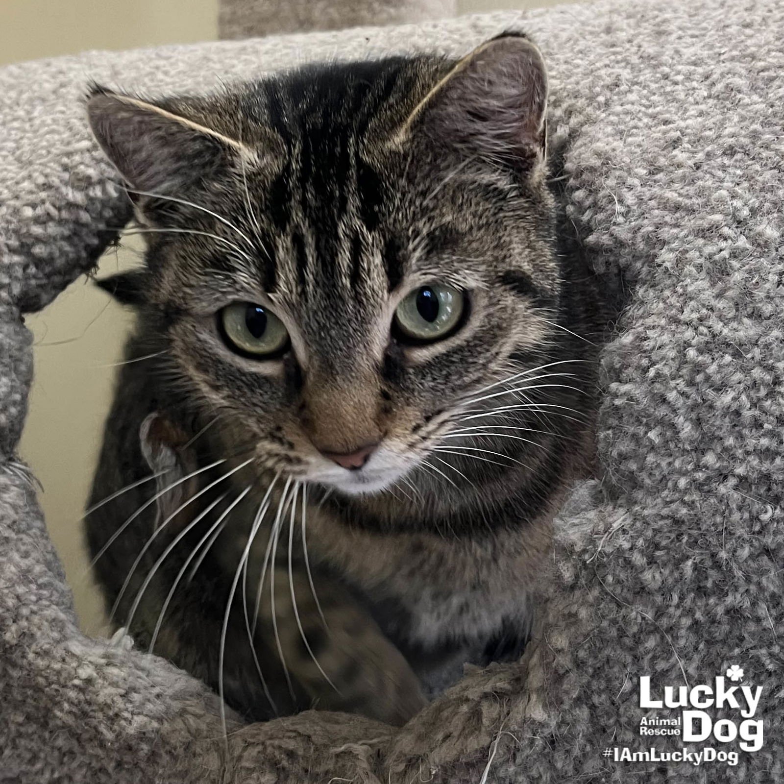 ANNIE - Domestic Short Hair available for adoption